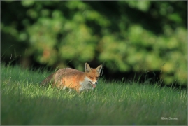 <p>LIŠKA OBECNÁ (Vulpes vulpes) Lužické hory - pod Studemcem ----- /Red fox - Rotfuchs/</p>